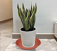 Vista 47 de 5 Packs Plant Saucer Pot Tray 6 8 10 12 14 16 19 20 Inch Plastic Flower Planter Saucers and Drip Trays for Indoors Outdoors, Heavy Durable Plant