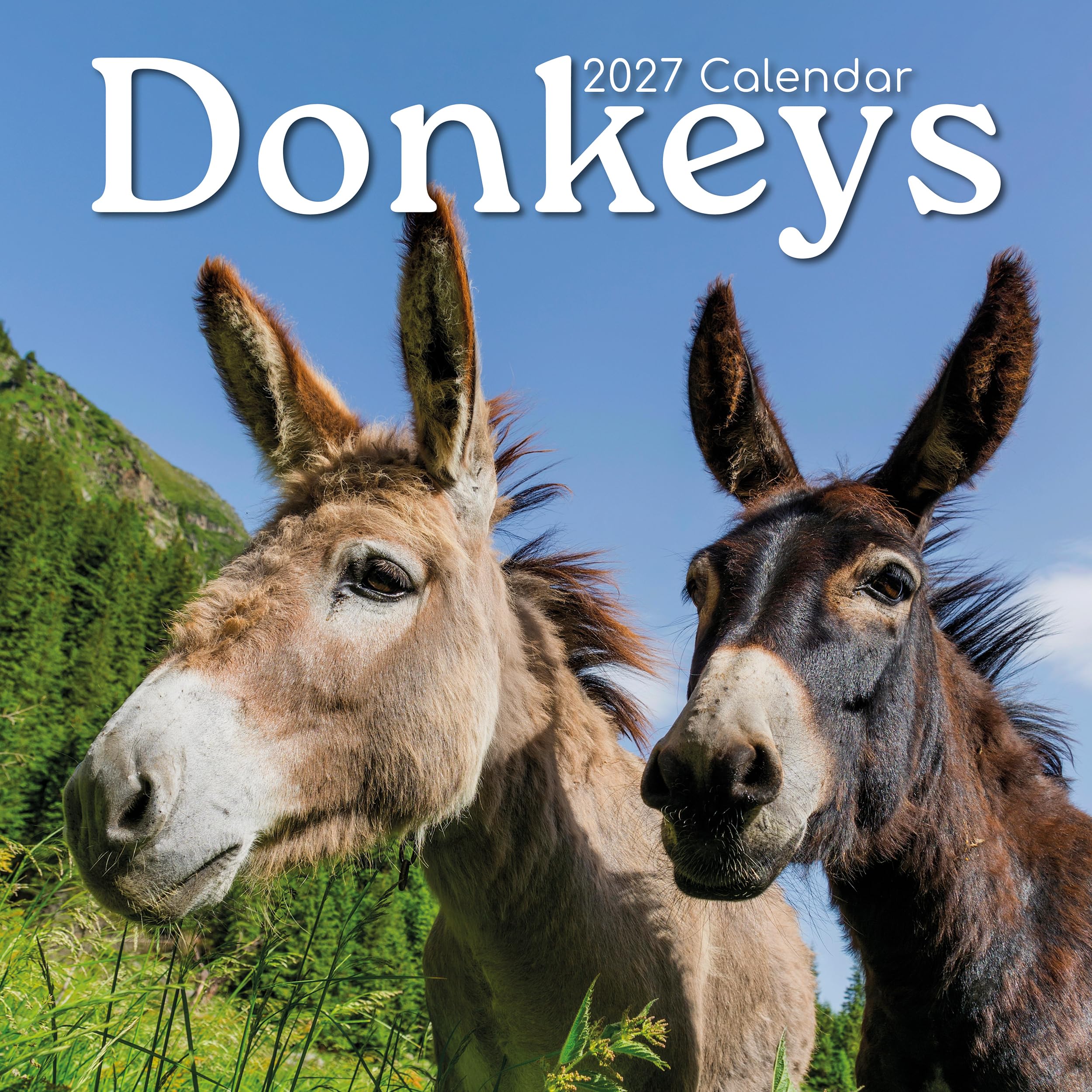 TGSC | Donkeys 2026-2027 Calendar, 16-Month Square Wall Calendar (Sept 2026 – Dec 2027), UK Planner with Donkeys, For Animal Lovers, Home Decor, Office Organiser | 30 x 30 cm