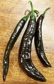 Pasilla Apaseo Little Raisin Chile Oaxacan Chilaca Chili Heirloom Pepper Premium Seeds for Planting Packet