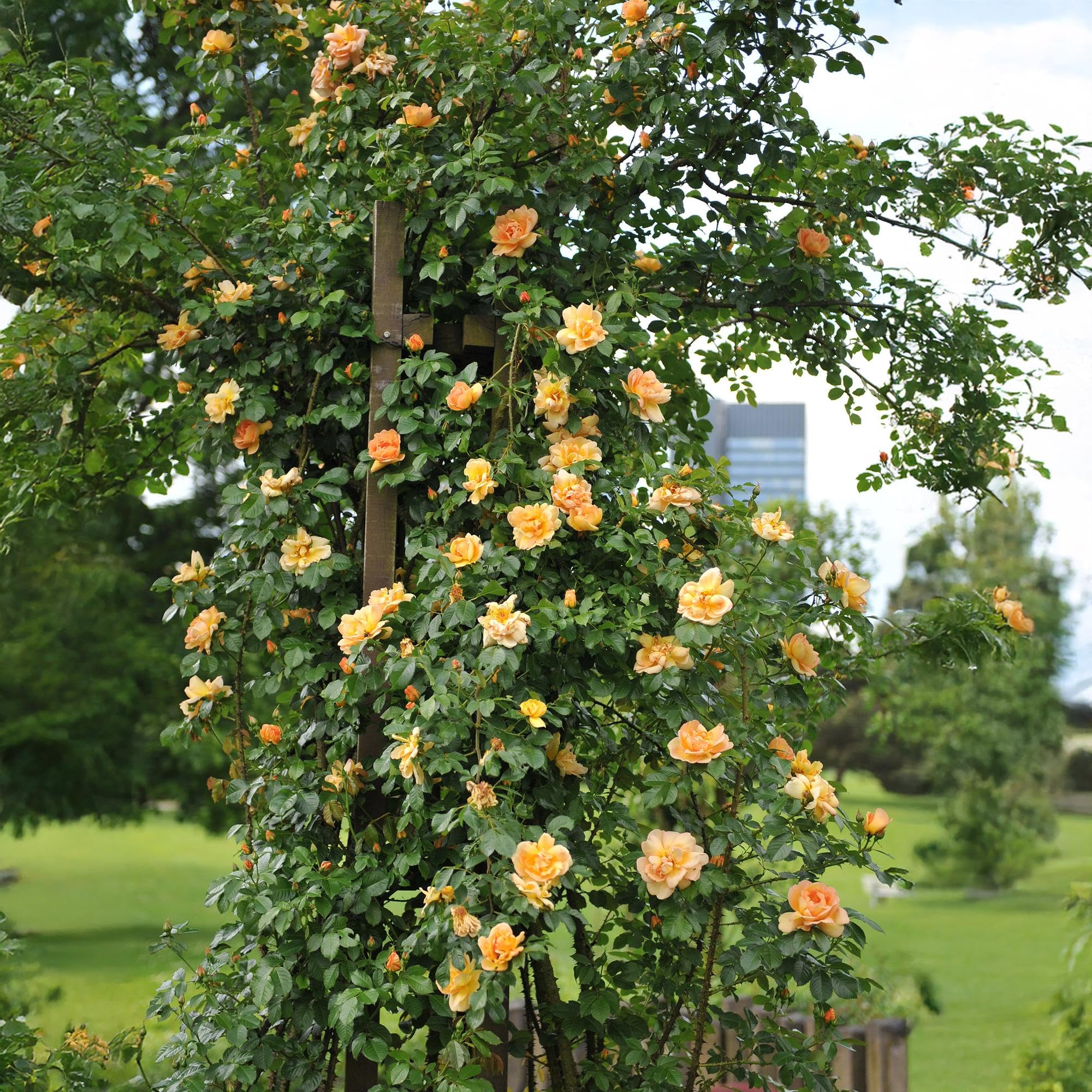 Rosal Trepador para Jardín, Flores Naranjas, 2 Plantas, Maceta 11 cm