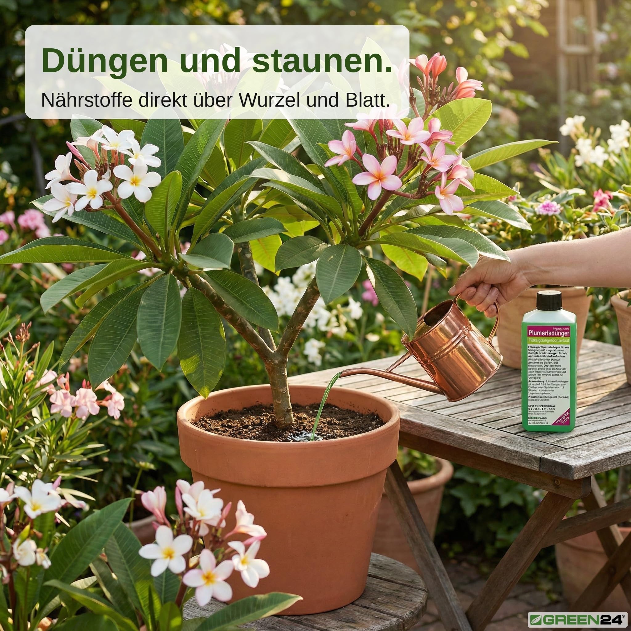 GREEN24 Frangipani-Dünger Hightech Płynny Fertilizer do Plumerie Frangipane