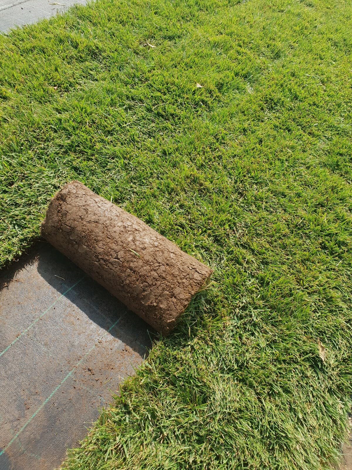 Césped inglés natural en rollos de 10 metros cuadrados (festuca + poa)