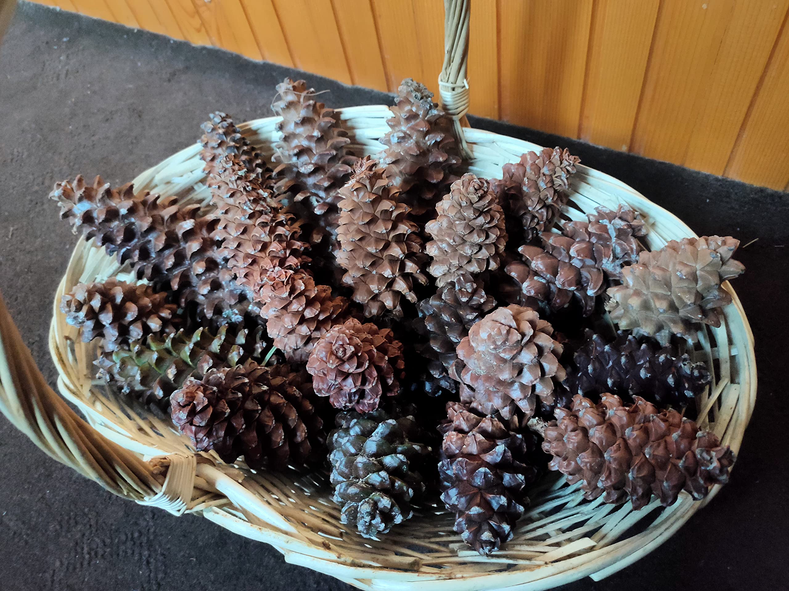 7 Hill's Roxburghi Pine (Chir Pine) Cones Closed Natural 5 Pieces, Decoration Cones, Christmas Cones (5)