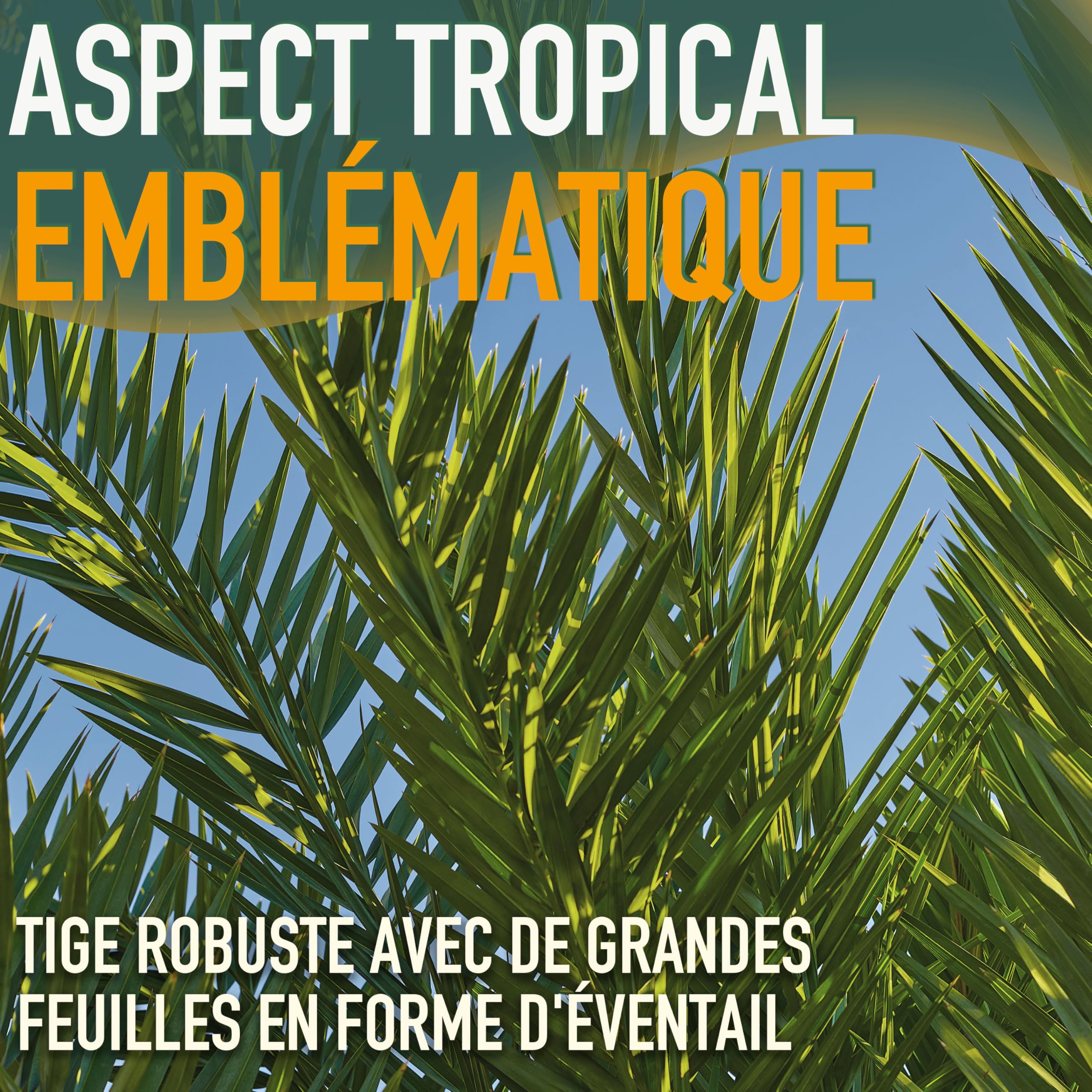 Palmier - Phoenix Canariensis - 140-160 centimètres - Palmier Dattier