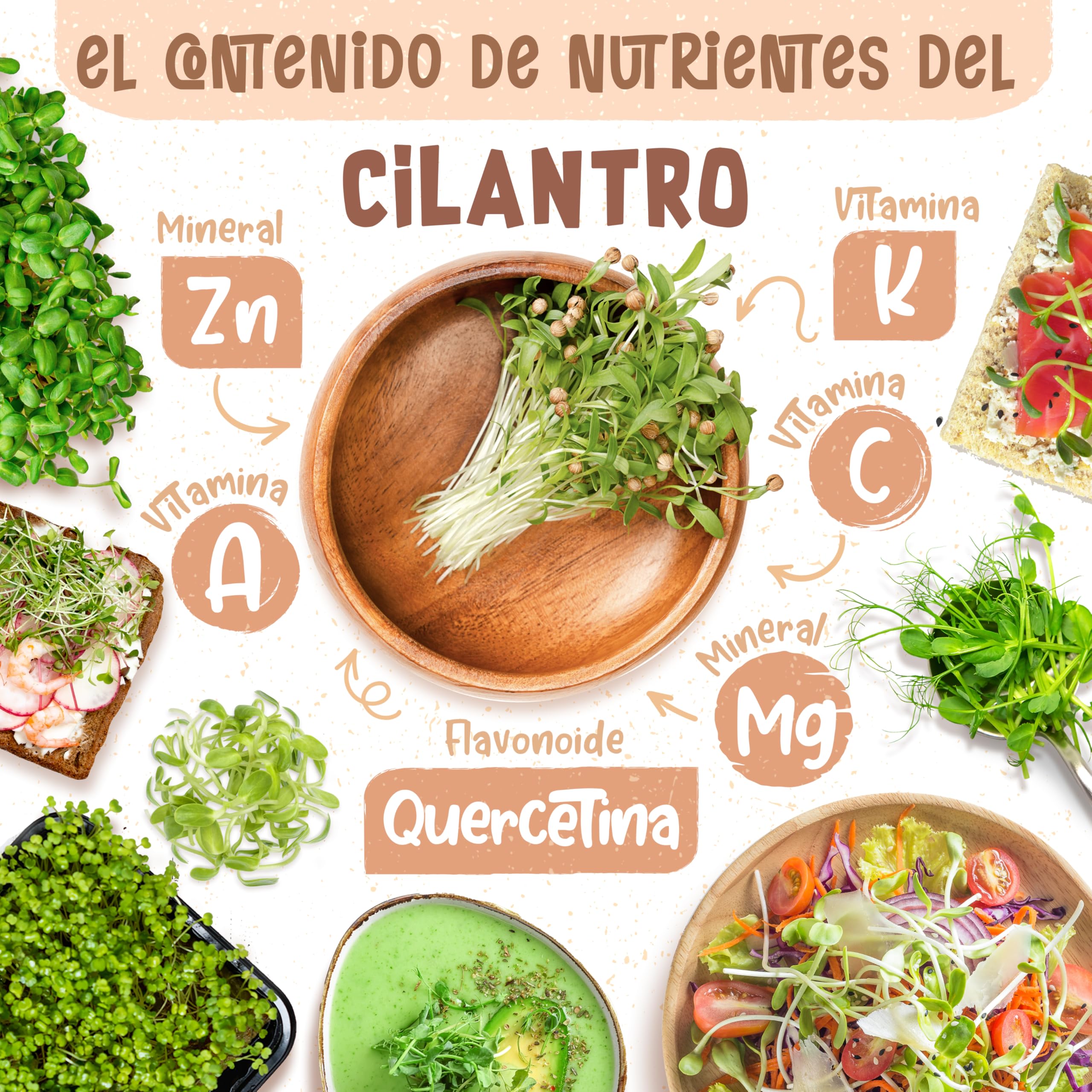 ZenGreens® - Semillas de cilantro ecológico - 200g- brotes de coriandro - germinación de más del 97% - Microgreens