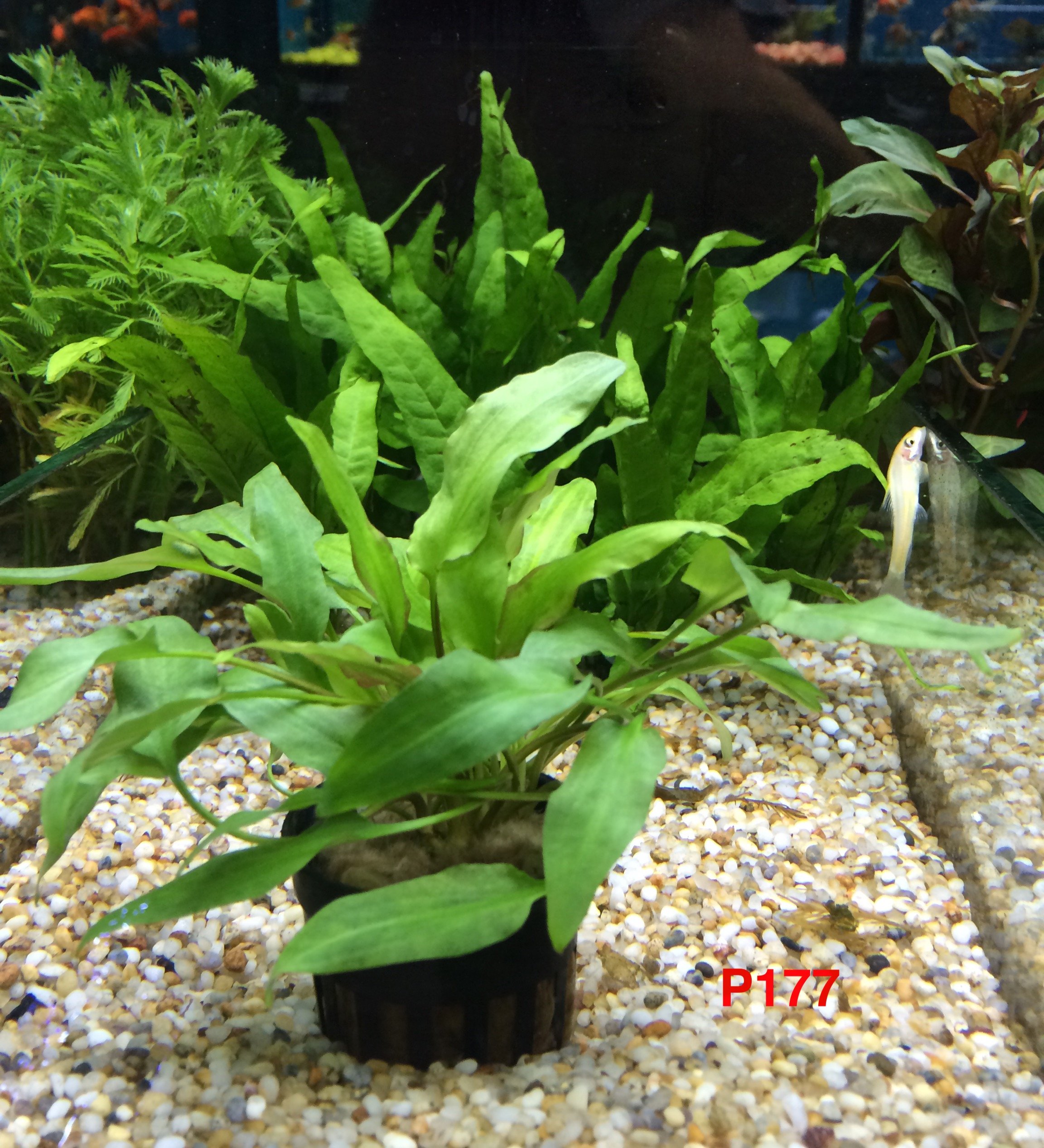 Crypto Coryne Willisii P177 Live Aquatic Plant Buy 2 Get | Desertcart  Seychelles