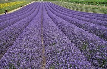 Dried Lavender Flowers 2LB Bulk Natural Lavender Buds Perfect for Wedding Toss, DIY Crafts, and Scented Sachets