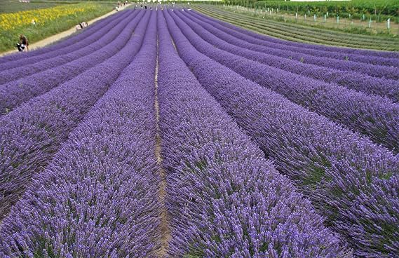 Dried Lavender Flowers 2LB Bulk Natural Lavender Buds Perfect for Wedding Toss, DIY Crafts, and Scented Sachets