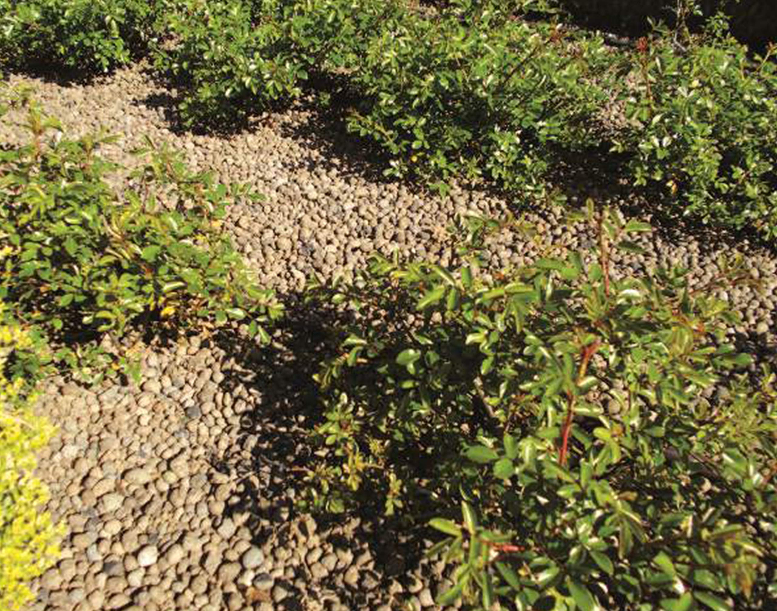 DMS Laterlite - Billes d’Argile de 3 à 8 mm – A Forte Rétention d’Eau – Spécial Jardinage - Sac de 50 litres