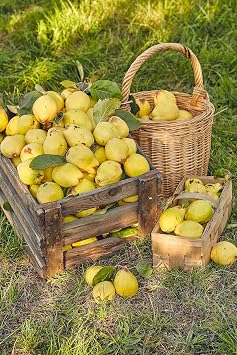 20 Common Culinary Quince Fruit Tree Cydonia Oblonga Flowering Shrub Seeds