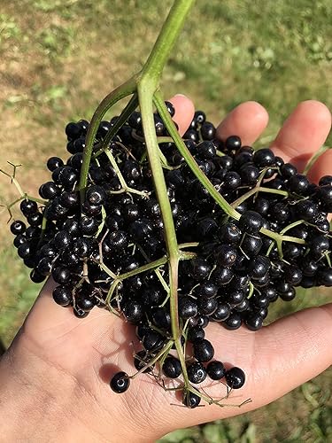 Miniatura 4 de Fat Stone Farm jugo orgánico de saúco 2X 9.3 fl. oz (nuevo)