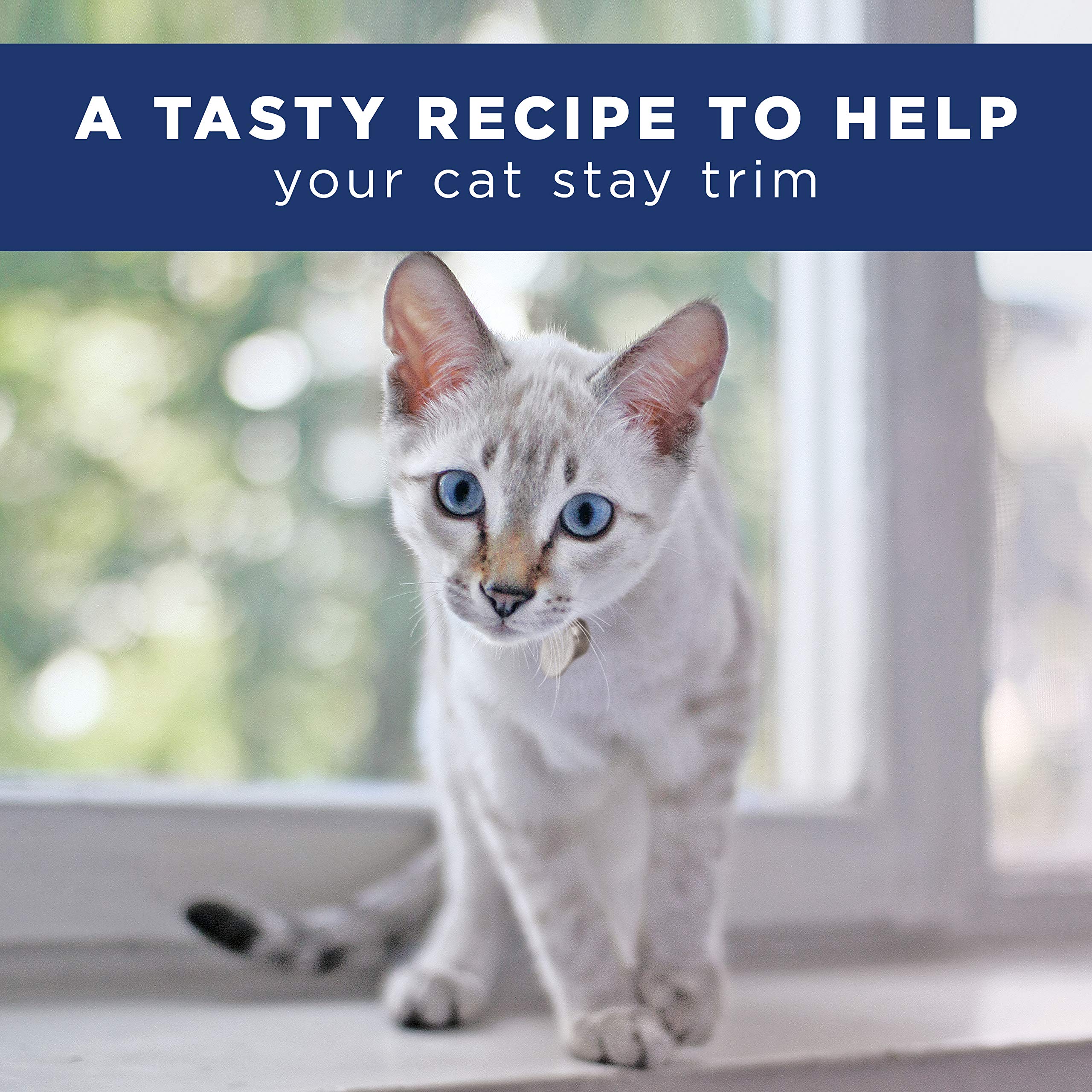 Buy Natural Balance Fat Cats Chicken Meal, Salmon Meal, Garbanzo Beans