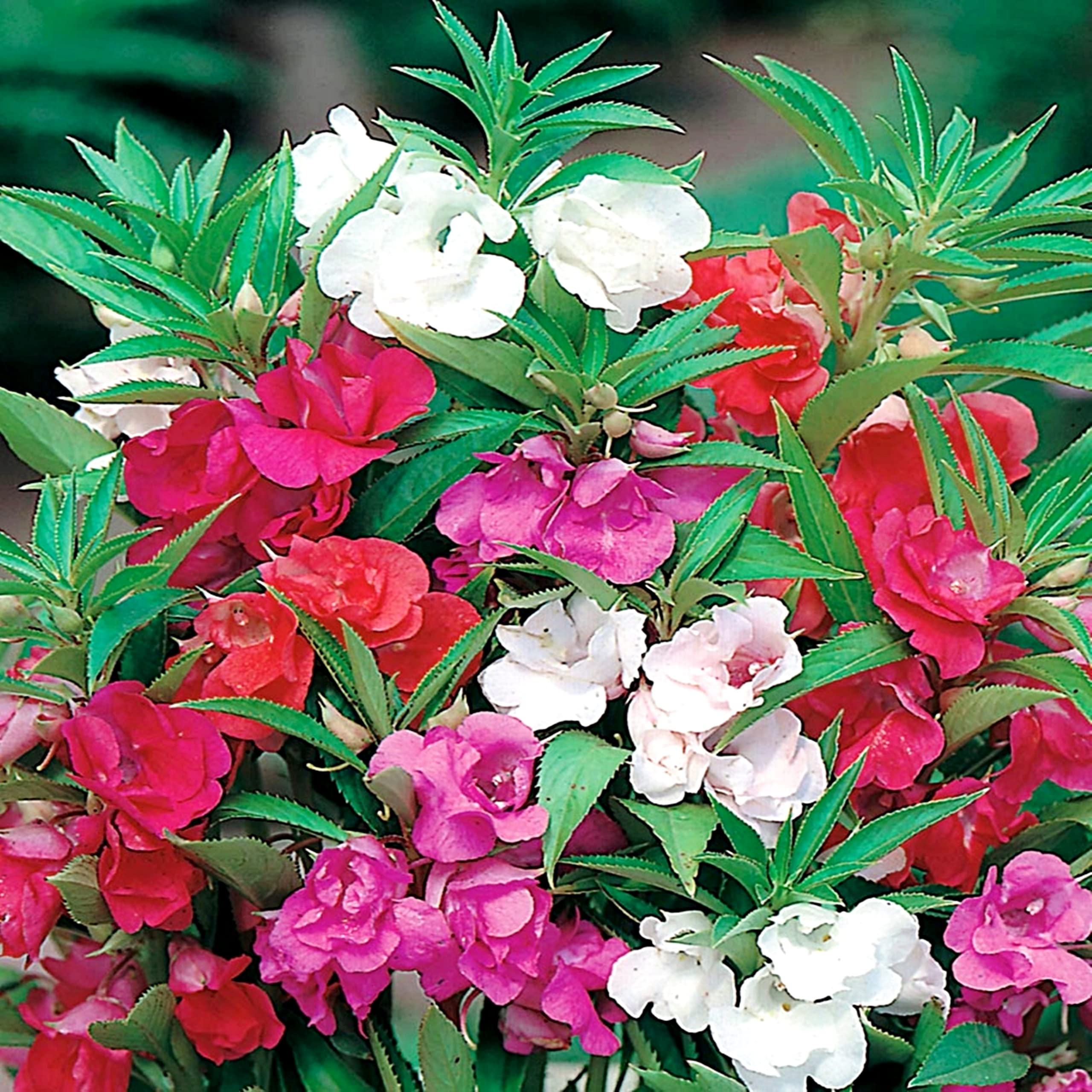 Bálsamo de jardín Impatiens Balsamina 50+ Semillas de jardín para plantar flores 4