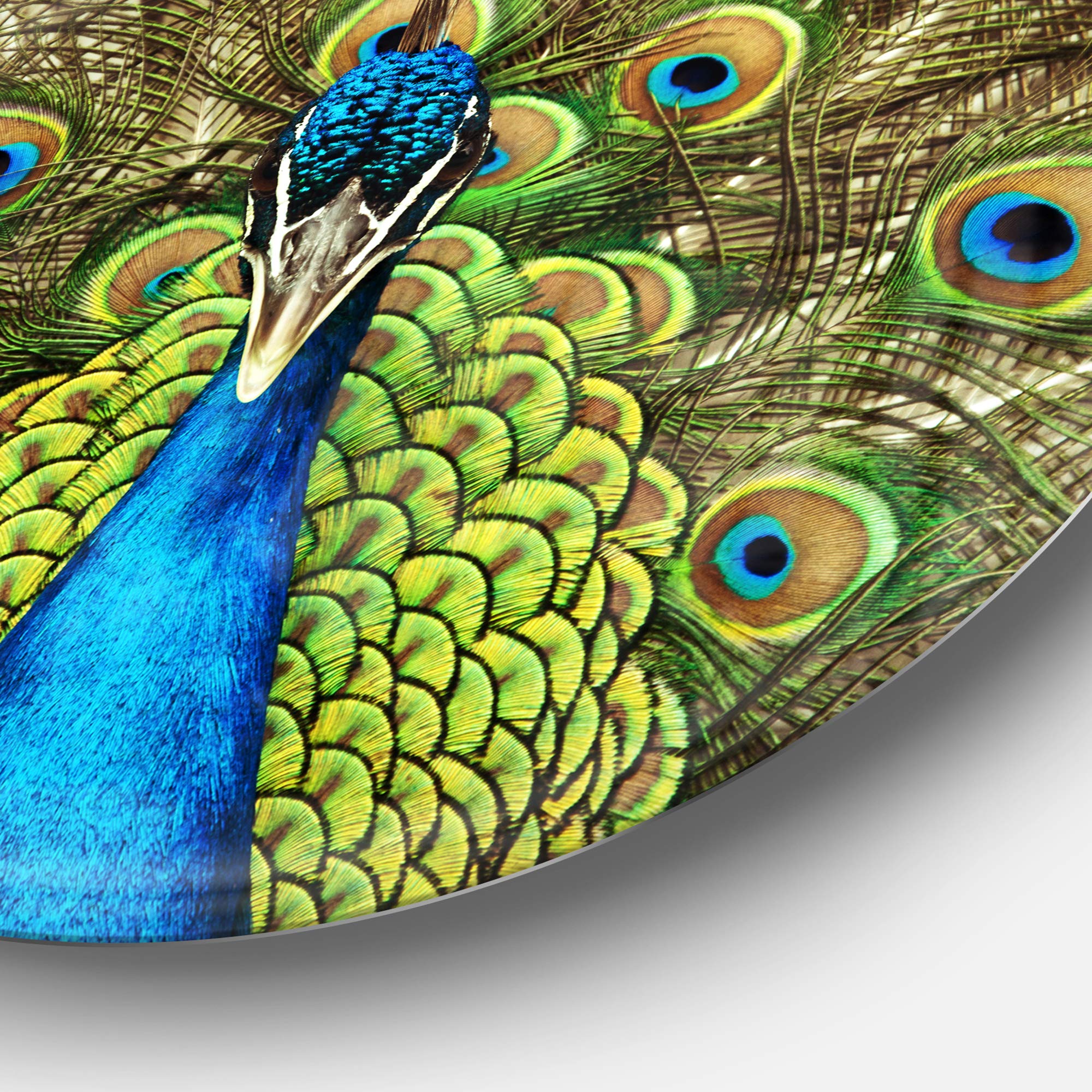 Amazon.com: Designart Grand Peacock Animal Photography