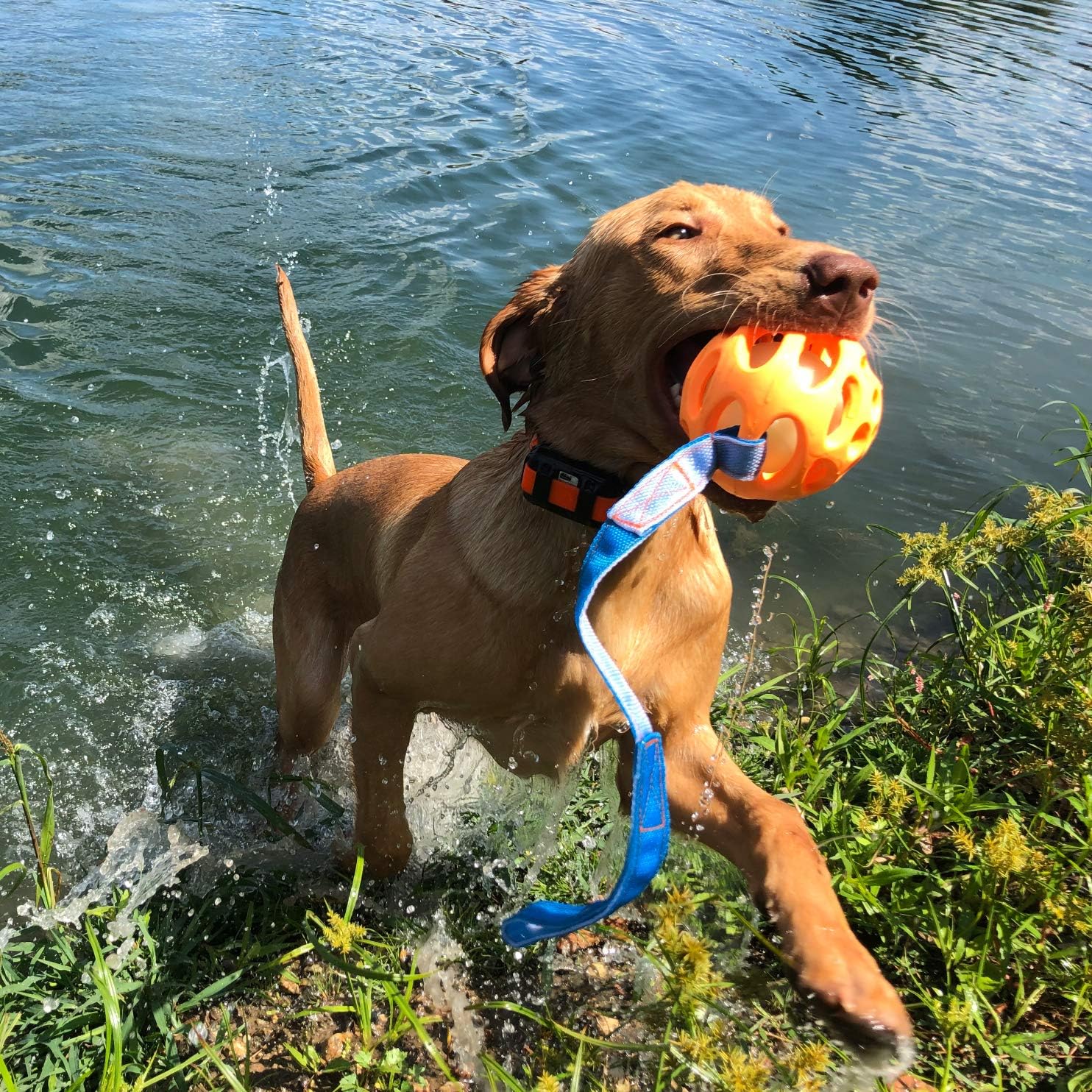 Chew King Ball Launcher - 2.5" Balls, Ball Launcher - 3" Balls, Medley 3pk/2.75", Medley 3pk/3.25", Small Float and Glow Flyer, Large Float and Glow Flyer, Blue and Orange (CM-10083-CS01)