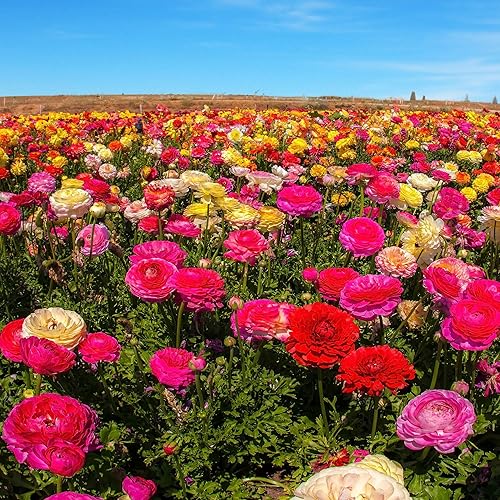 Outsidepride 20 semillas anuales de ranúnculo persa ranúnculo mezcla de semillas de flores mágicas para plantar