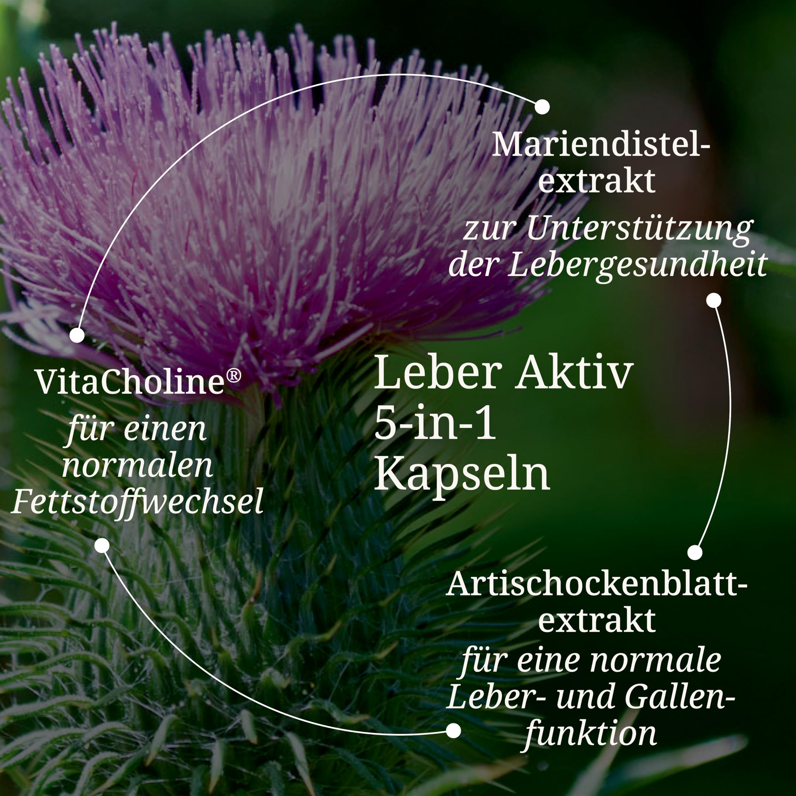 BÄRBEL DREXEL Leber Aktiv 5-in-1 Kapseln mit Cholin, Mariendistel, Löwenzahn, Artischocke, Piperin, Zink, Vitamin E, Selen (60 Stk) Leber Kapseln Naturheilkunde Bitterstoffe
