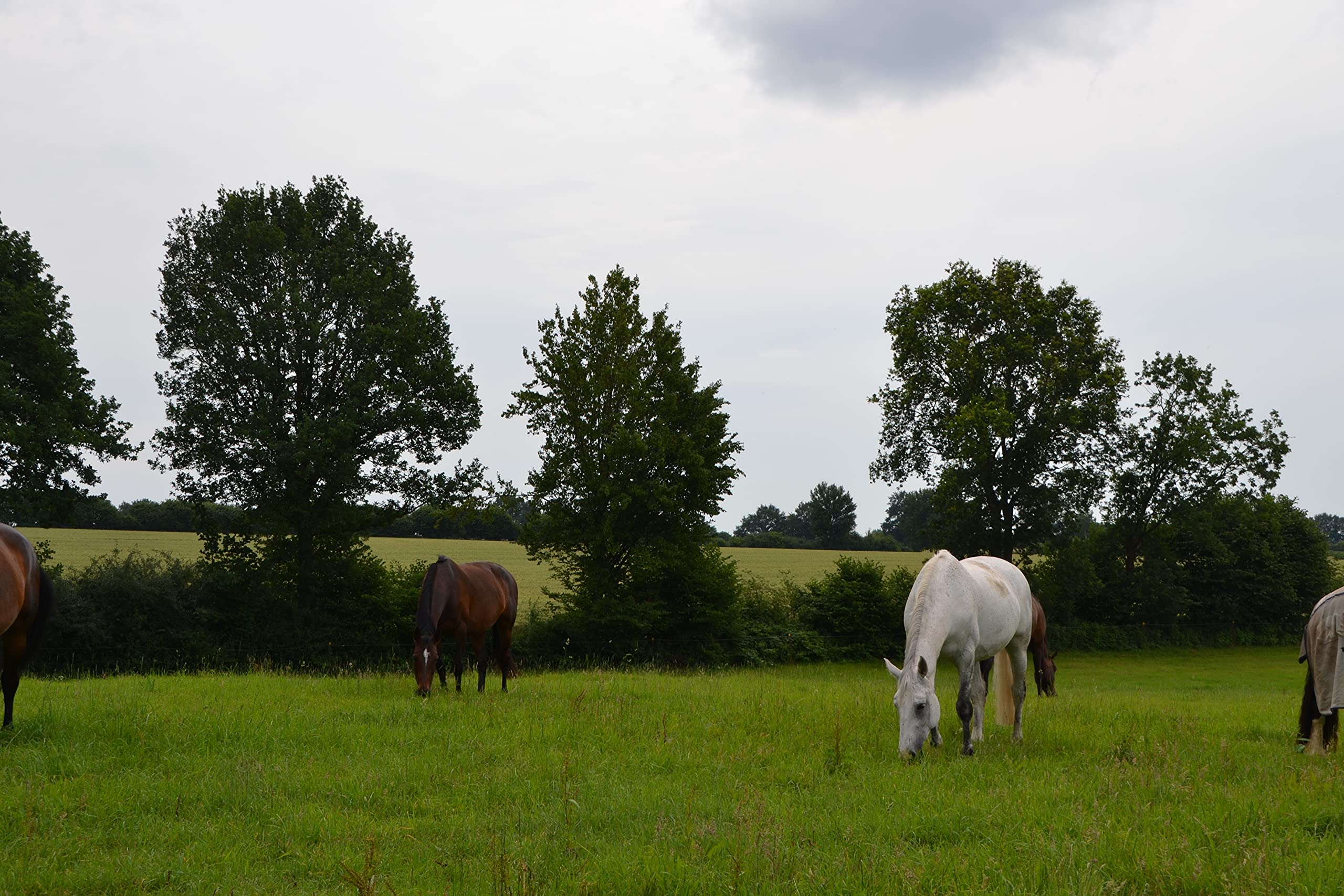 25 kg Profi Weidendünger Pferdeweide Wiesen Koppel Weide Paddock