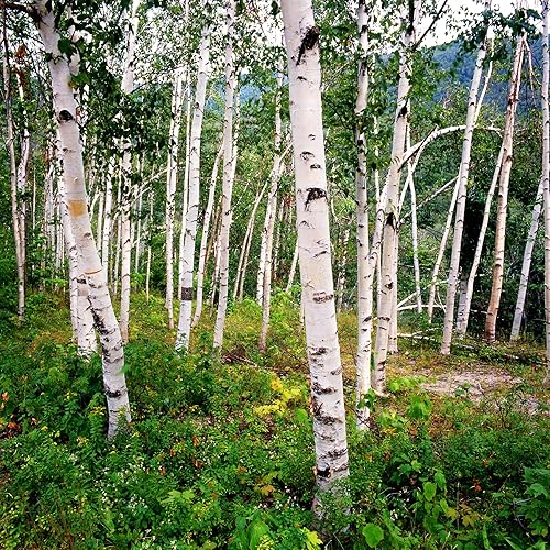 Miniatura 6 de YEGAOL Garden - 50 semillas de abedul de papel blanco Betula Papyrifera, canoa de abedul de bajo mantenimiento, resistentes a los ciervos, camas