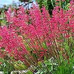 Outsidepride Coral Bells Firefly Heuchera Seeds - 5000 Pcs Perennial Flower Seeds for Planting with Bell-Shaped Blooms & Colorful Foliage for Borders, Containers, Ground Covers, & Rock Gardens