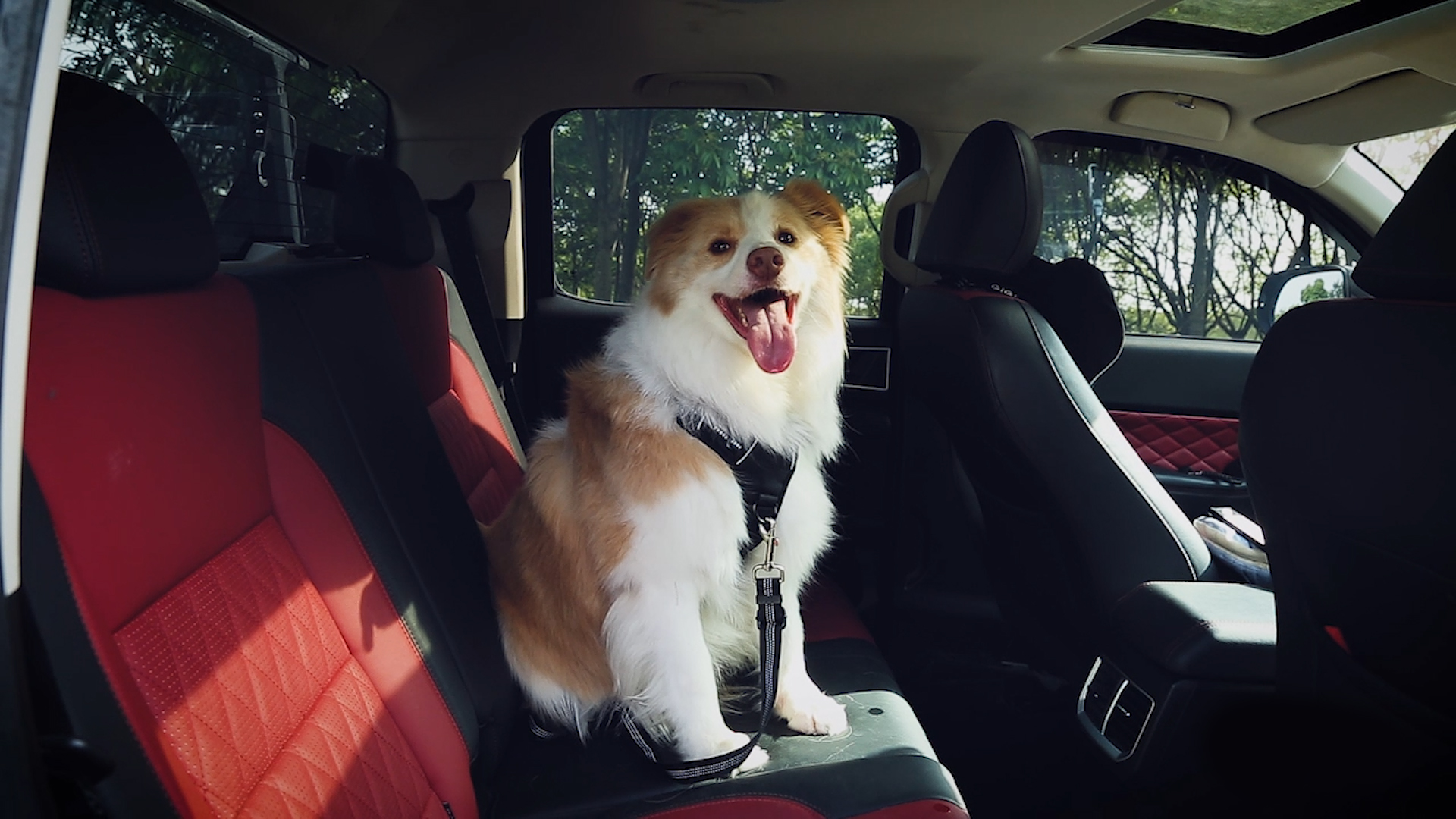 3 Piece Set Dog Seat Belt Retractable Dog Car Seatbelts Adjustable Pet Seat Belt for Vehicle Headrest Restraint Adjustable Heavy Duty & Elastic & Durable Car Harness for Dogs - image 7