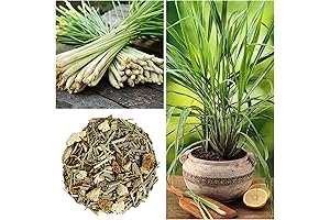 Non-GMO Lemongrass Plant Seeds - Grow Lemon Grass in Your Garden