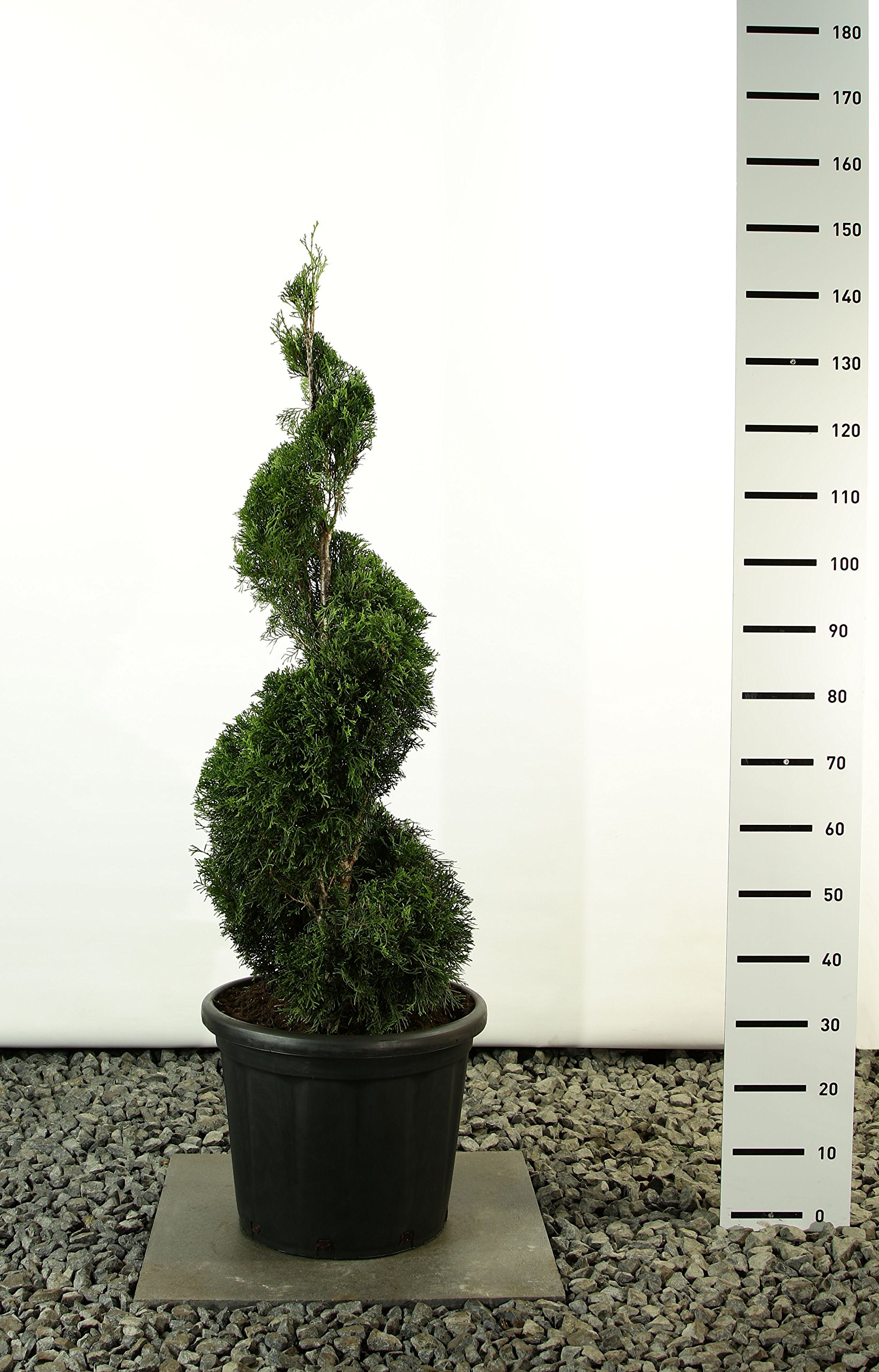 thuja d2 American Pillar Thuja | 5-6 ft main image 1