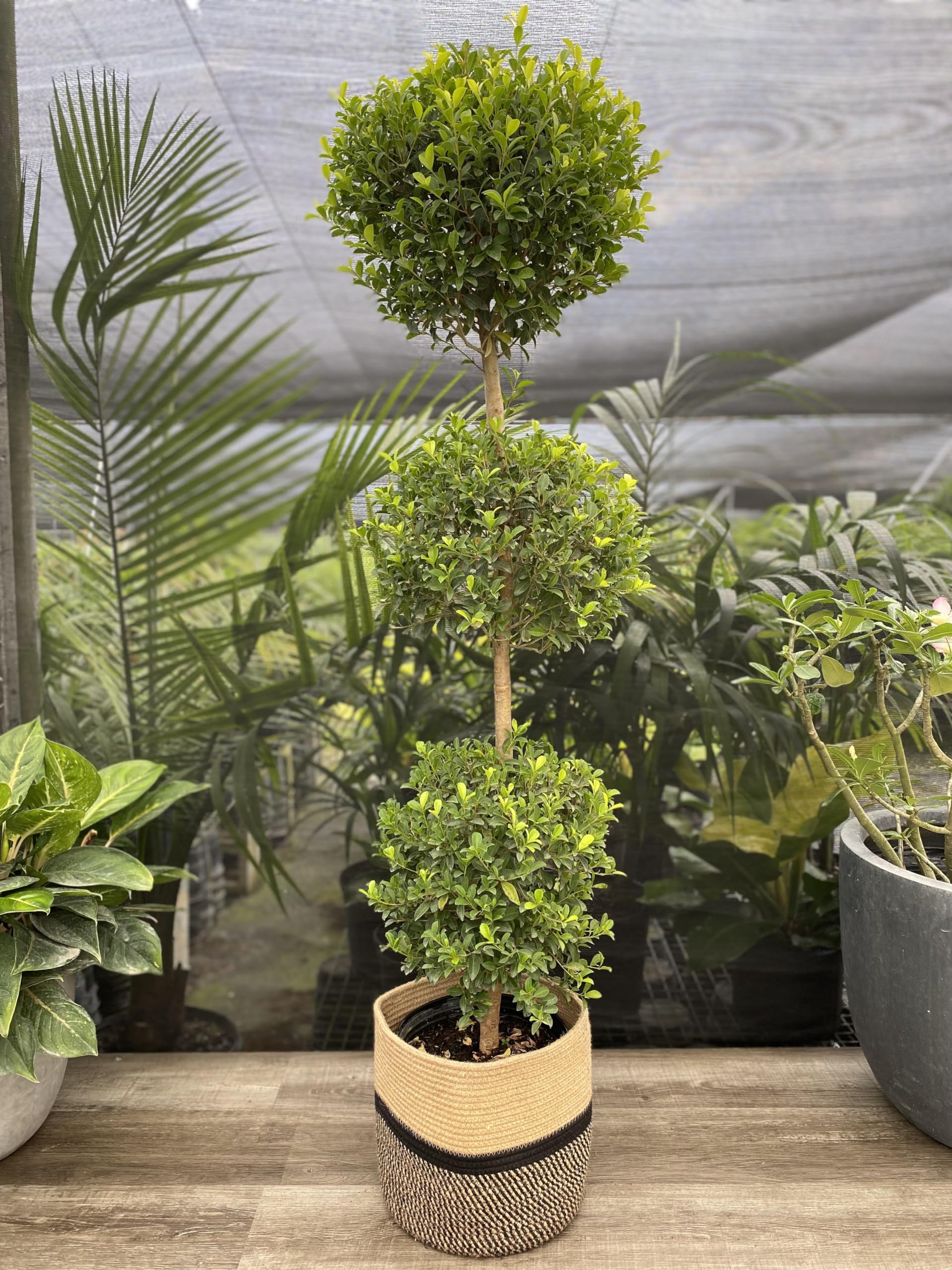 Eugenia Topiary Tree (4-5ft High)