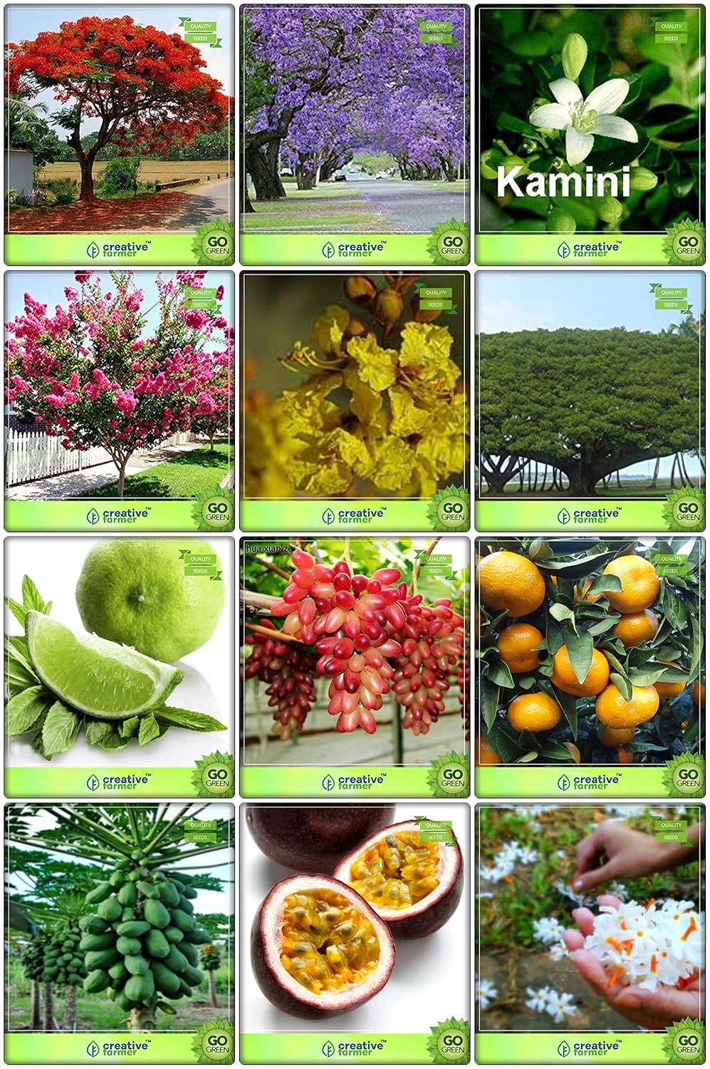 Creative Farmer Garden Seeds Combo Fruit & Tree Seeds Jacaranda