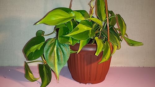 Heart Leaf Philodendron - Planta de interior más fácil de cultivar - Cesta colgante de maceta de 4 pulgadas-jmbamboo