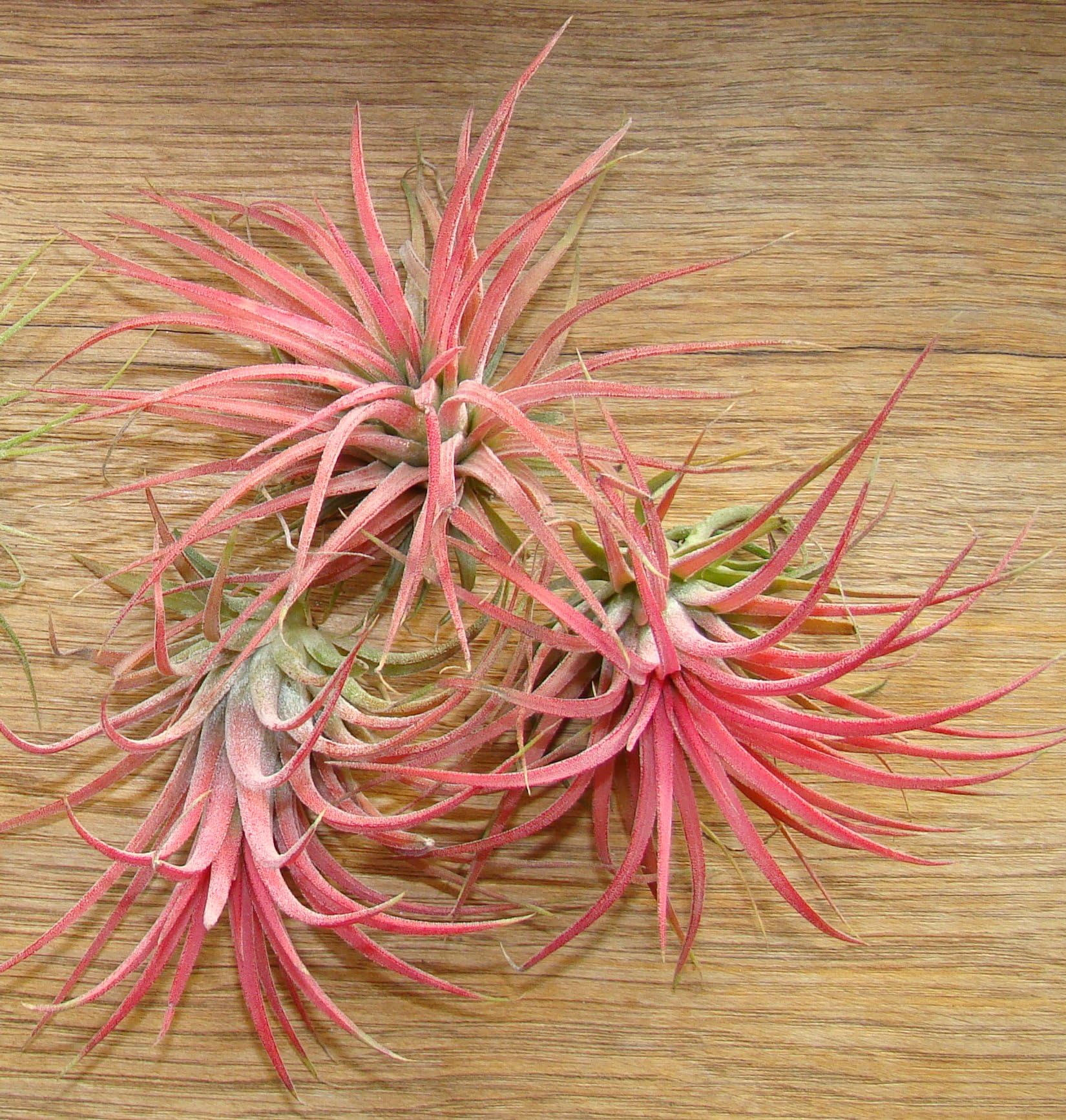 Tillandsia ionantha 'Red' Air Plant x 10