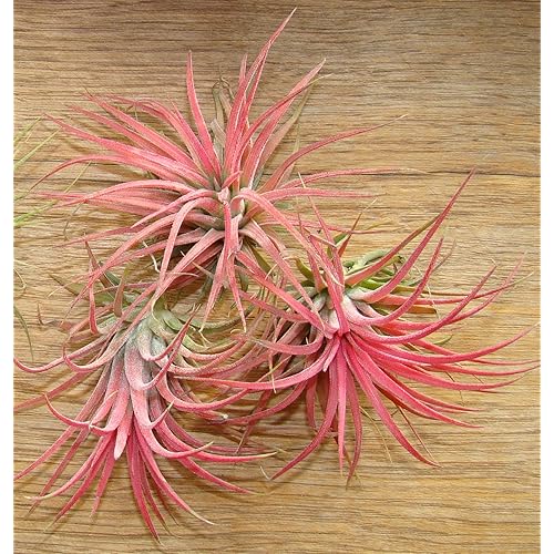 Air Plants Amazon.co.uk