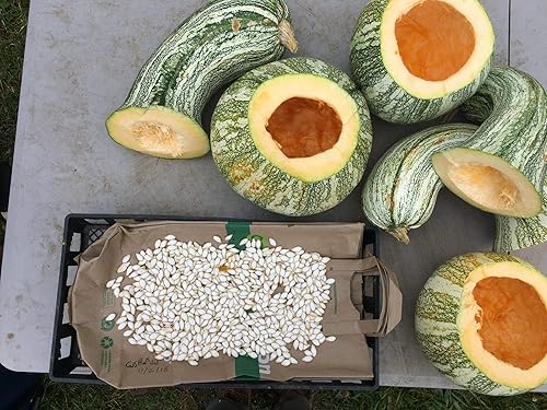 Miniatura 2 de Semillas de calabaza Cushaw a rayas verdes, (calabaza de invierno Crookneck) 25 semillas de reliquia por paquete, semillas sin OMG, nombre botánico: