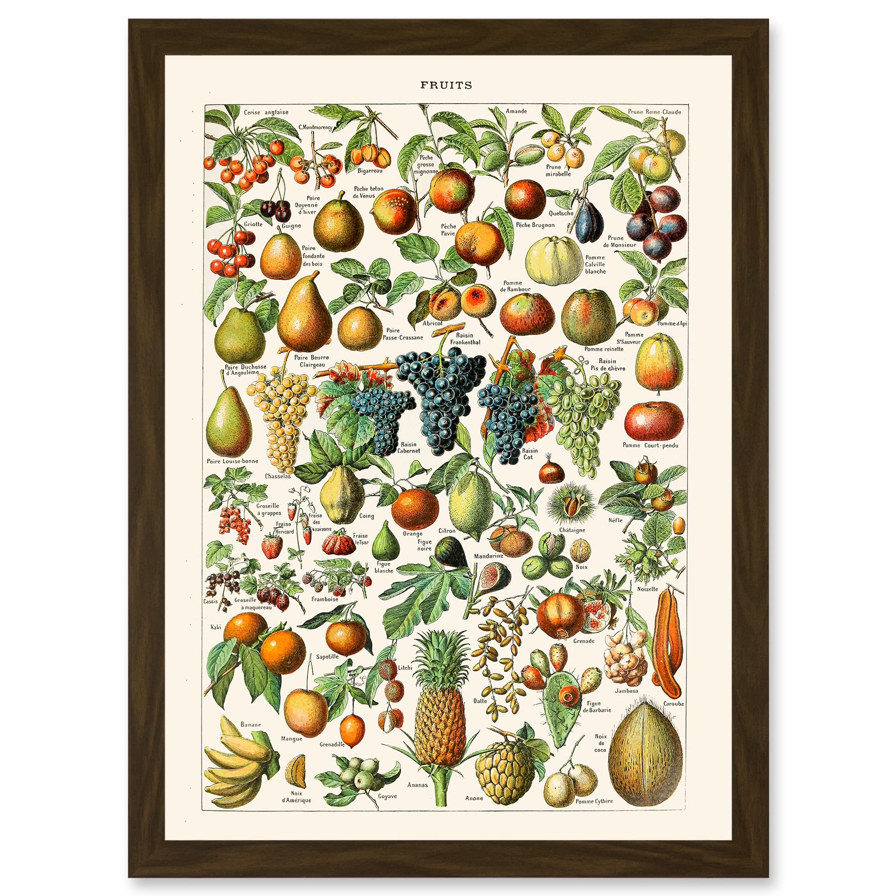 Artery8 Millot Encyclopedia vintage Fruit Grape Pineapple Nature Artwork Framed Wall Art Print A4
