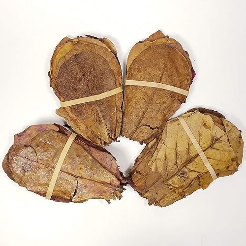 50 hojas de almendra india de 4 a 5 pulgadas para camarones de agua dulce, bettas, acuarios y terrarios de peces tropicales, 50 unidades