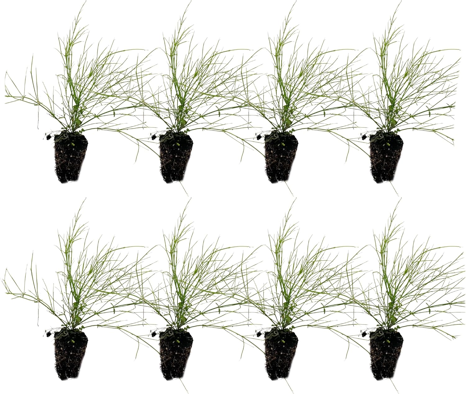 Firecracker Plant 2-4" (Russelia equisetiformis) 8ct - Live Plant for Indoor Outdoor Use, Garden & Landscaping - Live Arrival Guaranteed