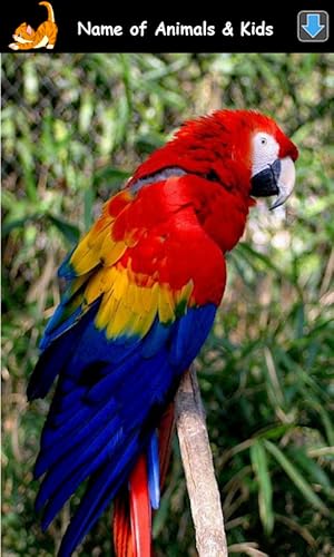 Sons de Animais para Crianças