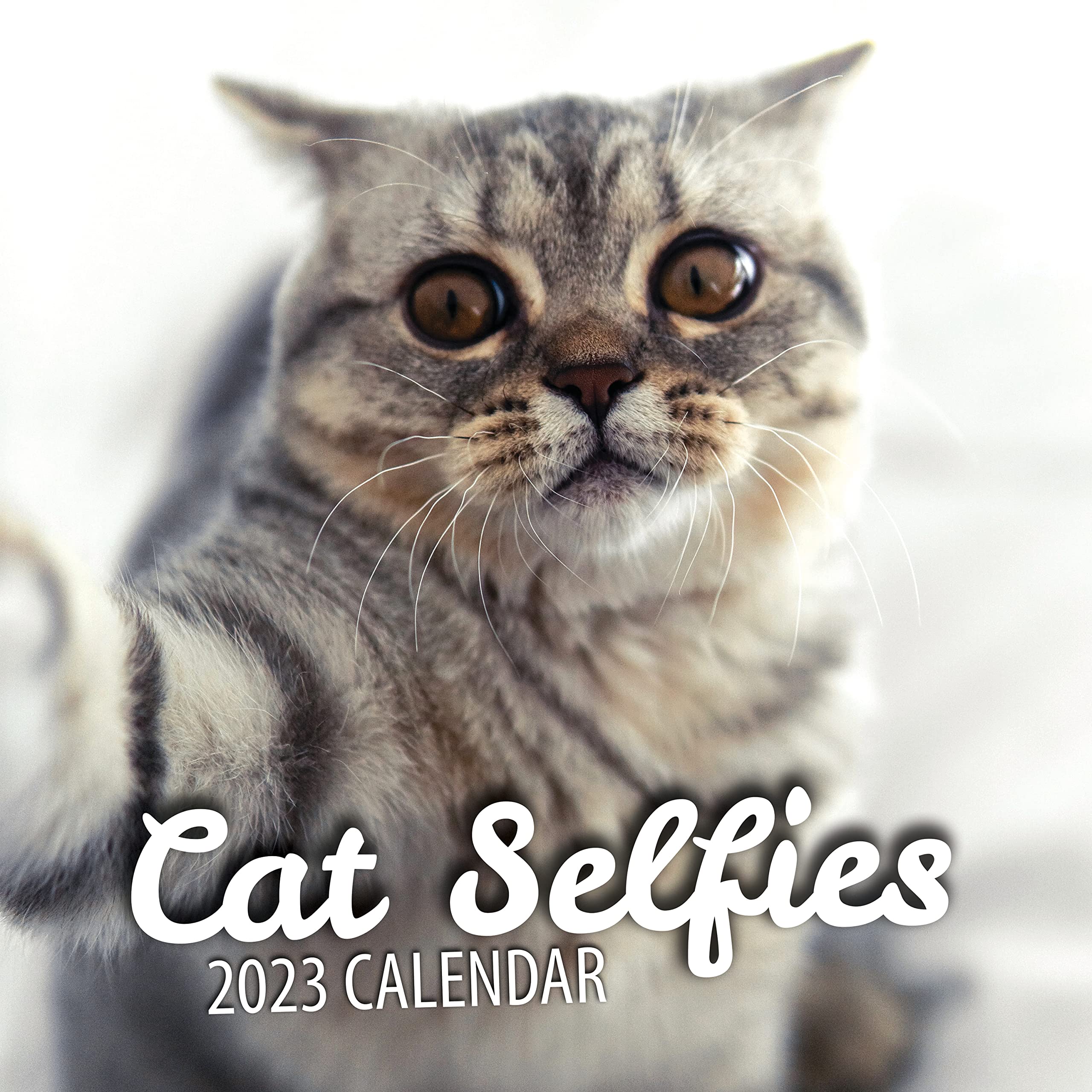 Kitten Calendar 2023 Monthly Wall Hanging Calendars Cute Baby Cat Kitty Funny Animal Kittens