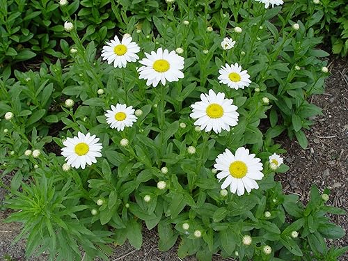 Vista 4 de Leucanthemum X Superbum 'Becky' (Shasta Daisy) Perenne, flores blancas, 1 contenedor