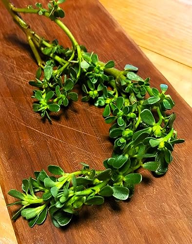 Miniatura 2 de Semillas de verdolaga verde - Más de 1000 unidades - para plantar 2025 Portulaca Oleracea lechuga Verdolaga Pigweed Bakleh Bhaji Vegan Weed Pusley