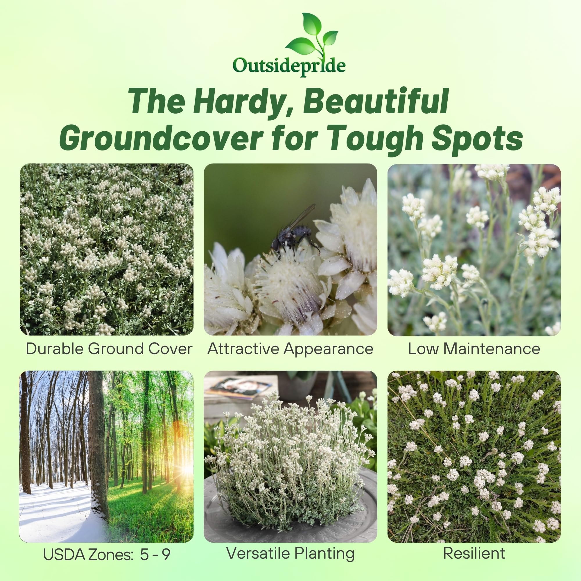 Amazon.com: Outsidepride White Antennaria Ground Cover Seeds