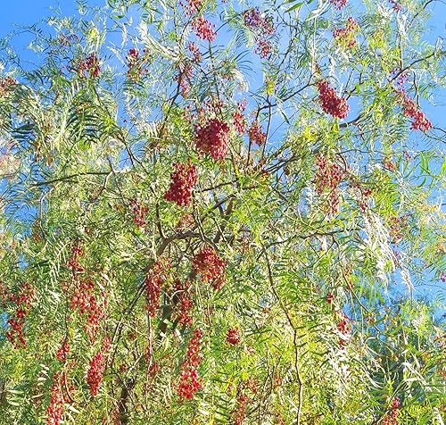California Tree Pepper - Schinus molle Seeds - 60 semillas