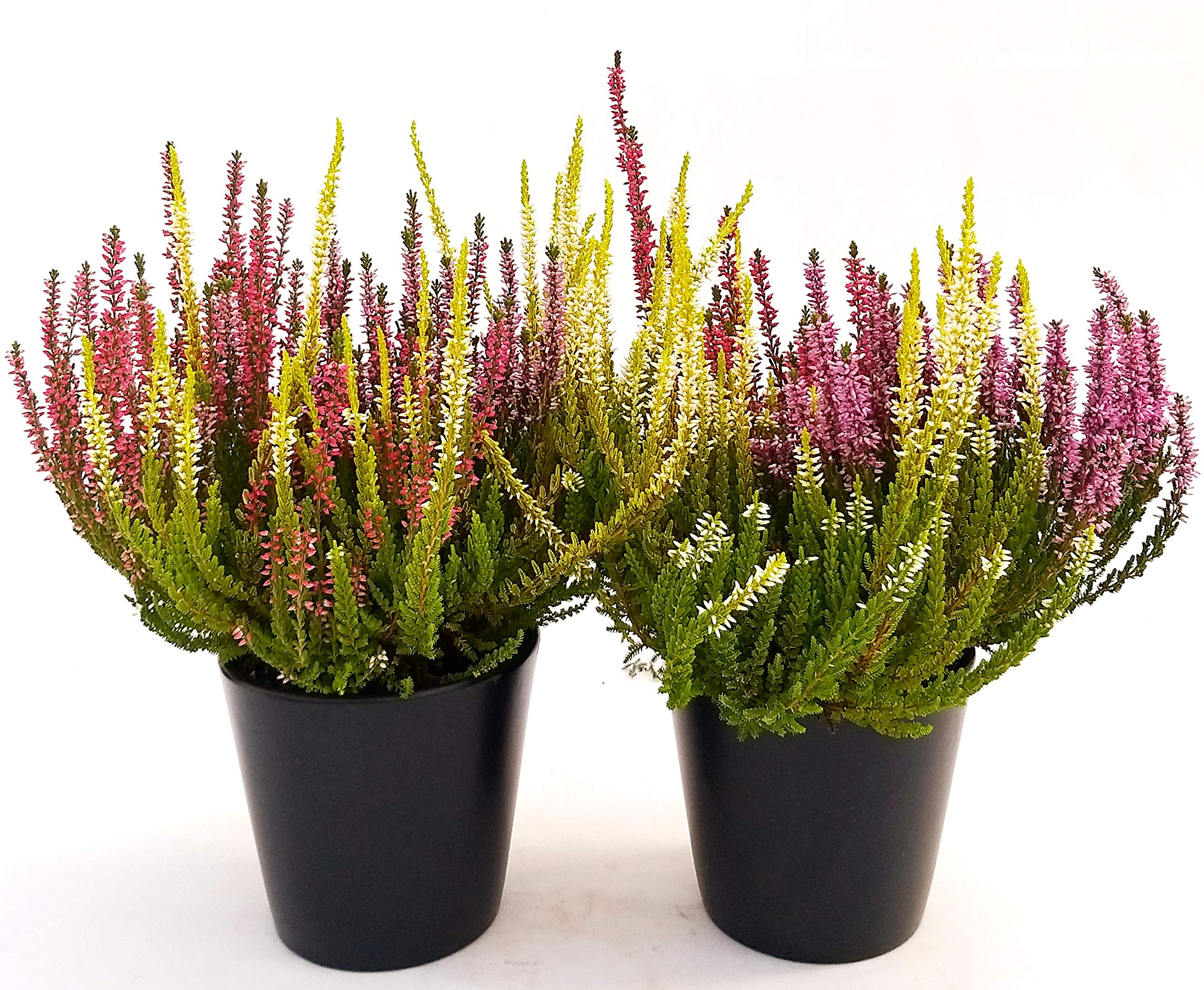 POWERS TO FLOWERS - ERICA CALLUNA ROSSA E BIANCA MAXI V19CM, 2 PIANTE, piante vere - Powers to flowers - piante e fiori