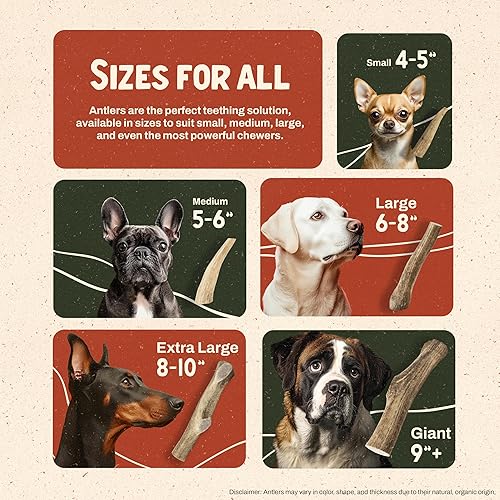 Miniatura 5 de Cuernos de alce para perros (Tamaño 7-9") Grado-A, Cuernos masticables Premium para perros. Producto de los EE. UU., golosina masticable para perros