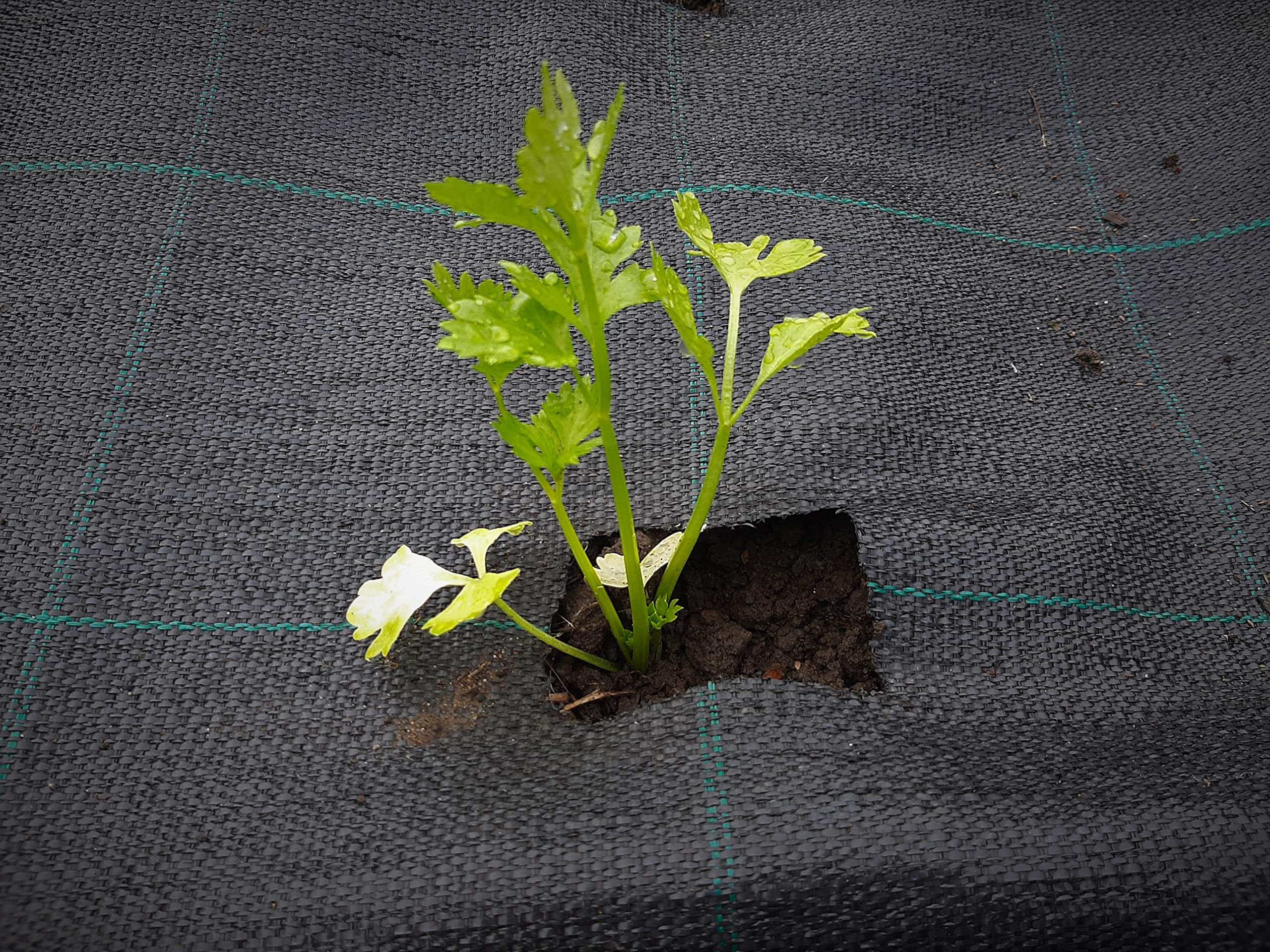 160 m² (50m x 3,2m) Czarna Agrowłóknina Ogrodowa Przeciw Chwastom - Agrotkanina 100g/m² - Wysoka Stabilizacja UV - Mata Ściółkująca Przepuszczająca Wodę
