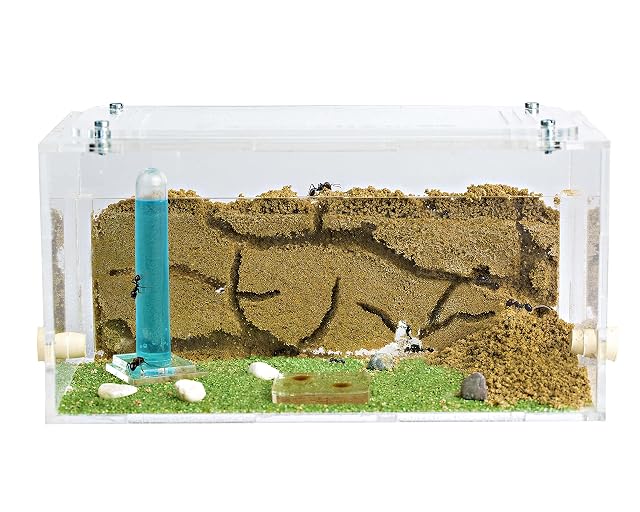 Anthouse.es - Hormiguero Natural de Arena - Kit Inicio Acrílico 20x10x10 cm