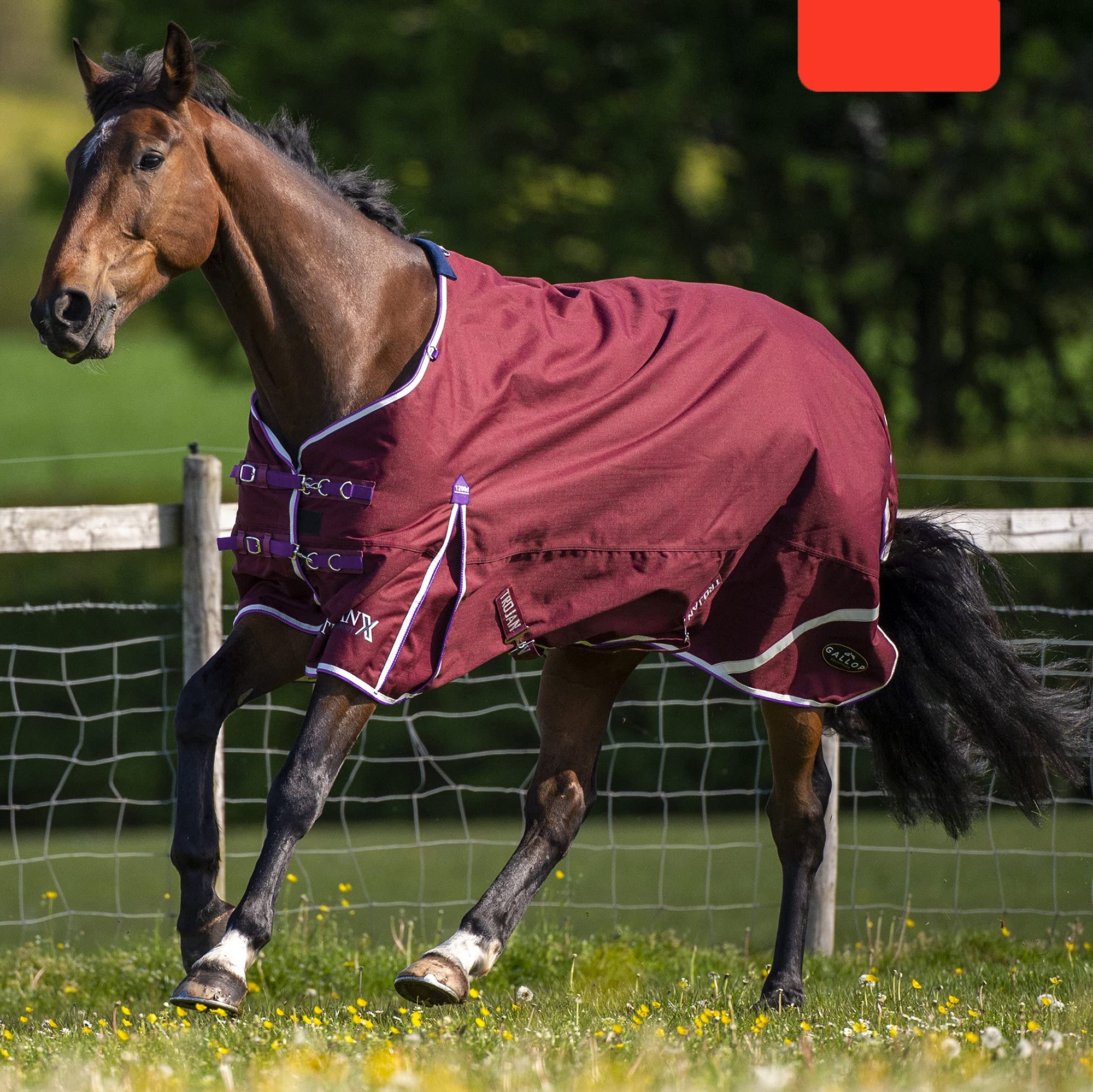 Gallop Trojan Xtra Lightweight Turnout Burgundy/White&Purple 6'9"