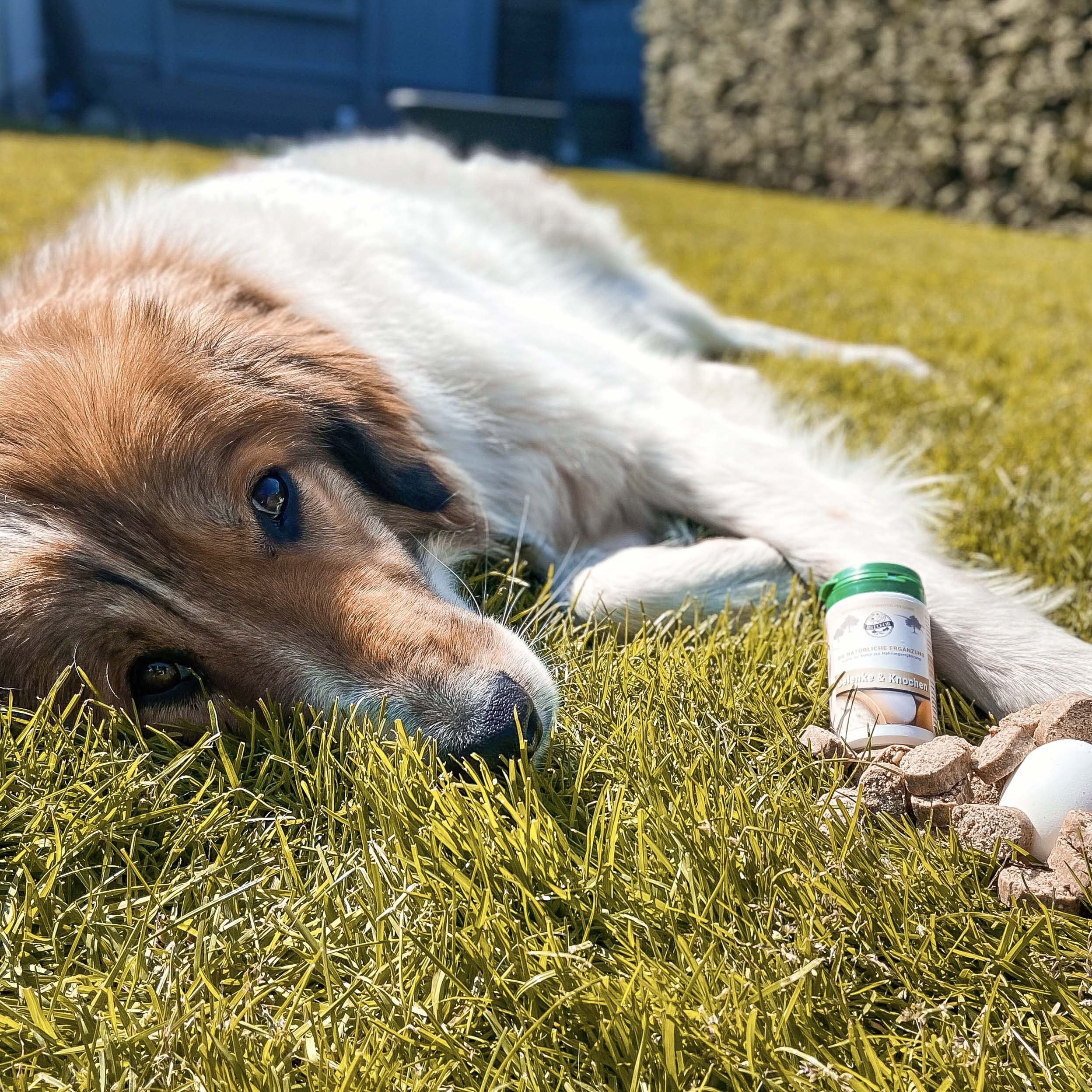 Bellfor Gelenke & Knochen Kapseln, Ergänzungsfuttermittel für Hunde, 50 Kapseln mit Ovopet, Kollagen und Hyaluronsäure, Unterstützung von Gelenkfunktion und Knochen, für jedes Alter