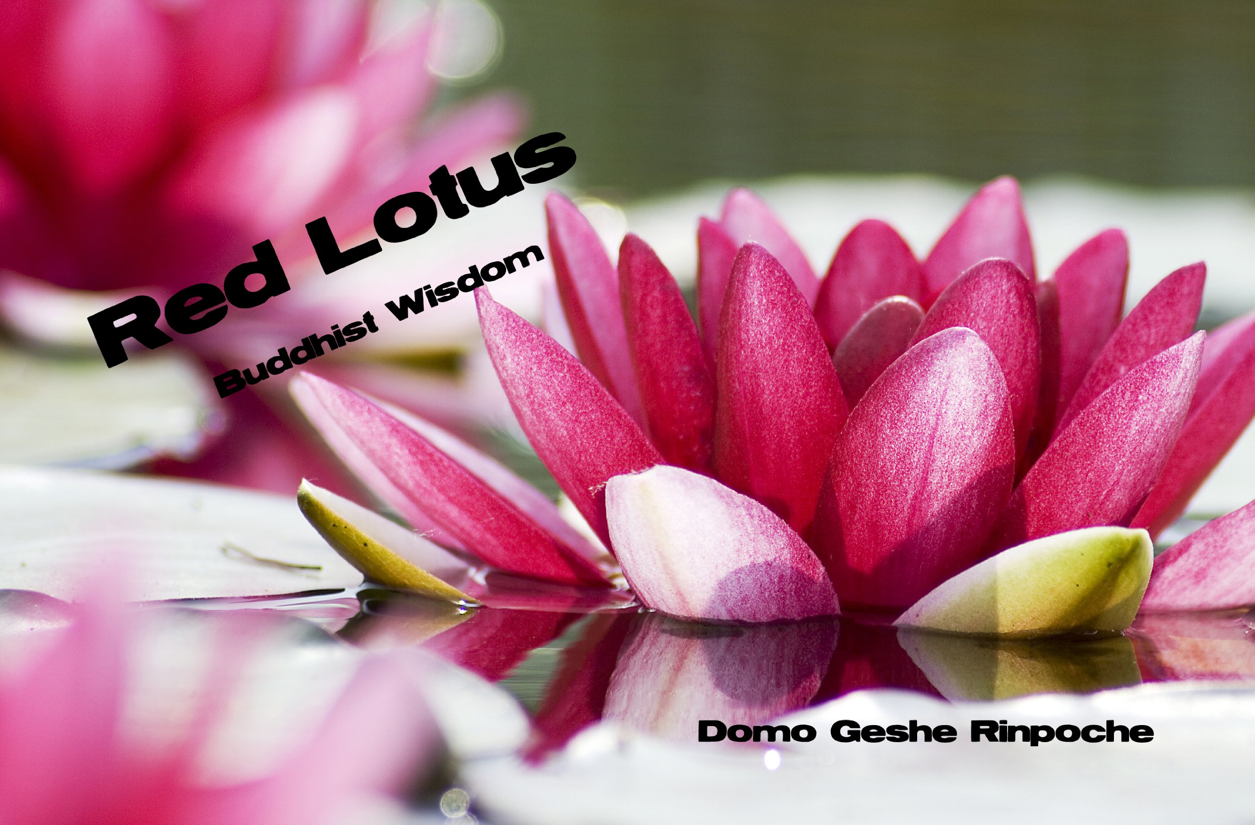 Red Lotus Buddhist Wisdom