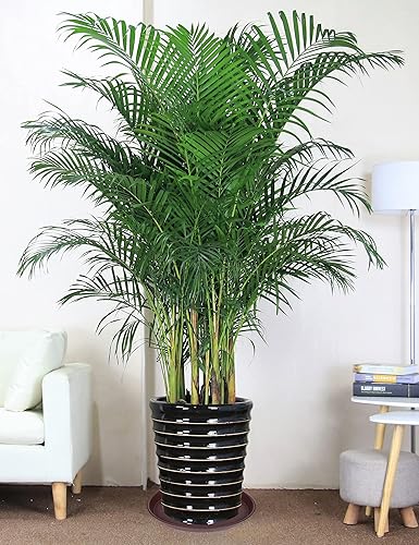 Miniatura 5 de Paquete de 4 platillos para plantas de 16 pulgadas, bandejas redondas resistentes para macetas, cuencos de baño de pájaros, bandeja de agua de